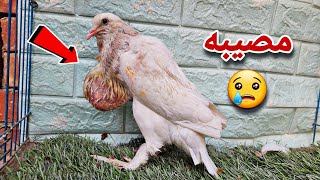 طلعت للحمام لقيت المصيبه دي ?