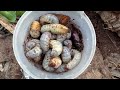 Inside a Dead Tree: Creepy Beetles and Larvae Everywhere!