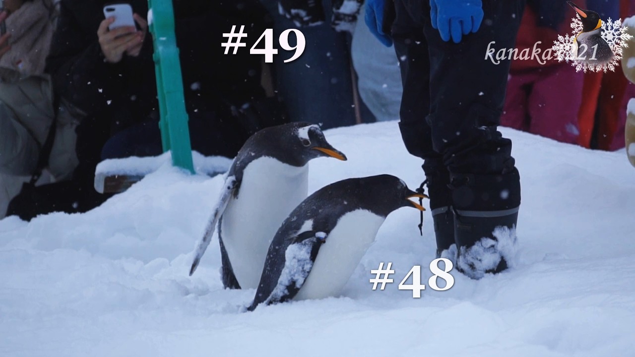 旭山動物園 トボガン滑りヘタクソ選手権（仔ペンギン48番・49番)