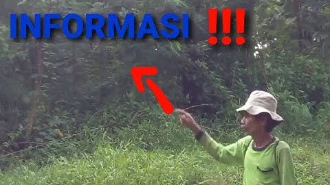 BERBURU TUPAI // PEST CONTROL TUPAI // INFORMASI WARGA