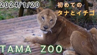 動物園の1日　2024/1/21【多摩動物公園】