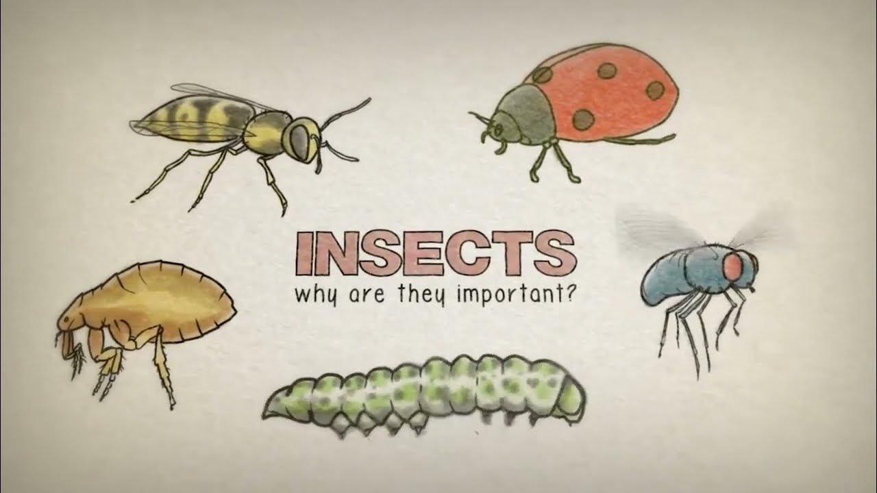 Why are insects important? YouTube