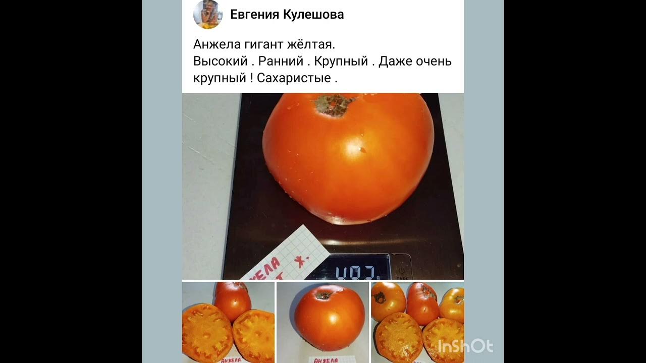 Томат анжела гигант описание сорта фото отзывы Томат анжела гигант описание сорта отзывы фото