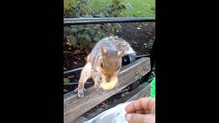 Chutzpah Squirrel
