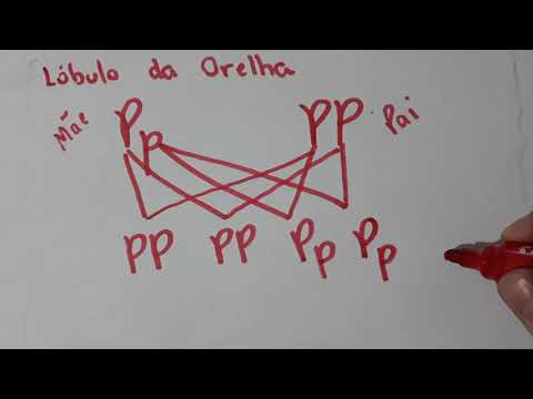 1ª Lei de