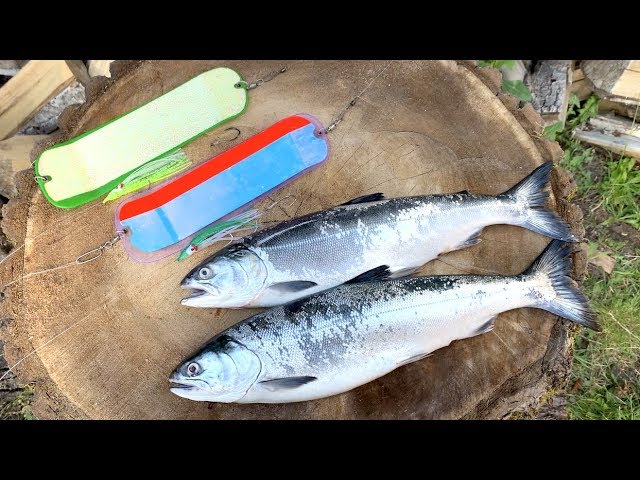 Plug Cut Herring for Puget Sound Salmon 
