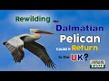 Rewilding Britain with the Dalmatian Pelican - Could the Dalmatian Pelican Return to the UK?