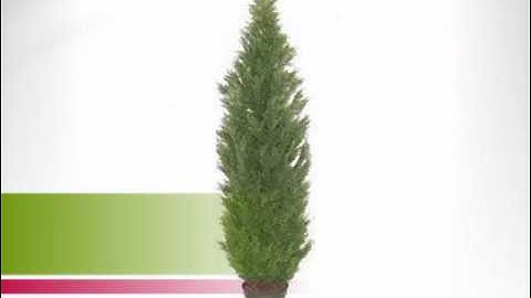 8 foot Artificial Cedar Tree - artificialplantsandtrees.com