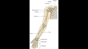 Upper limb anatomy for the MRCS part B