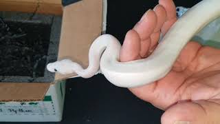 Unboxing from Snake Country. Super Fire Tsk Axanthic male.