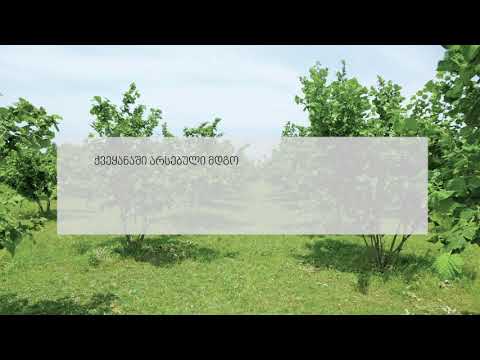 როდის და როგორ ჩავატაროთ ბოლო წამლობა თხილნარში?