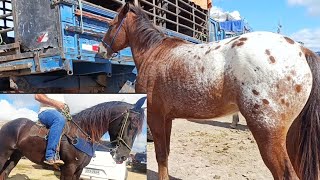 Os melhores cavalos de Caruaru na Feira de Cavalos, cavalo de campo