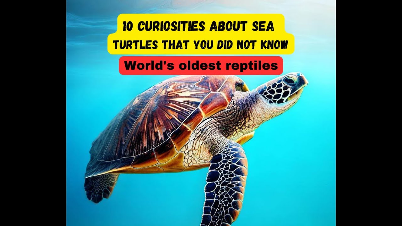 REVEALED 10 CURIOSITIES ABOUT THE LIFE OF SEA TURTLES - YouTube