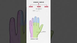 Redial nerve important for exam#anatomy and physiology #nursingstudent #medicosstuff