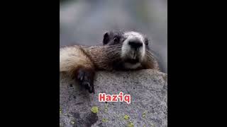 Siapa Nama Haziq Mohon Maaf