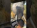 Face To Face With Elephant At Nyerere National Park 
