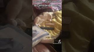 MI GATITA DURMIENDO 😍