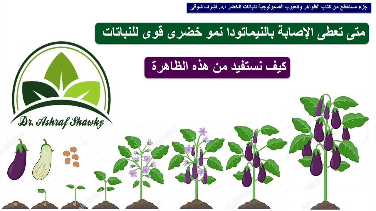 (128) متى تعطى الإصابة بالنيماتودا Nematode نمو خضرى قوى للنباتات وكيف نستفيد من هذه الظاهرة