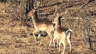 Лани на краю леса греются на солнце || Fallow deer on the edge of the forest