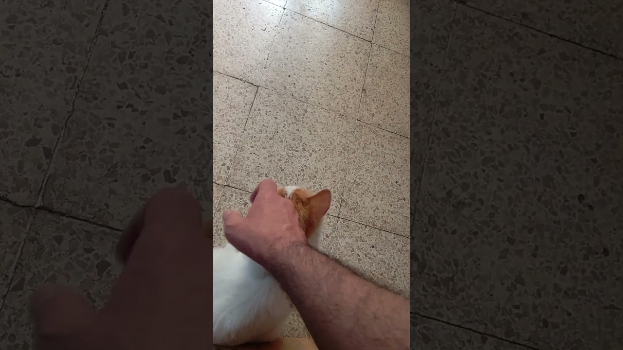 He wants to be petted today.​&& 今日は甘えん坊な気分です。 - YouTube