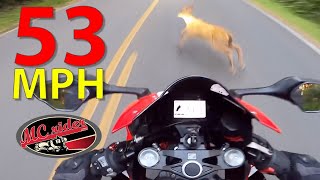 Rider HITS deer at speed!  See it - Avoid it