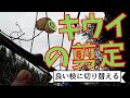 キウイ 剪定のコツ③ キウイの枝を切り替える【ファームハウスみどり】