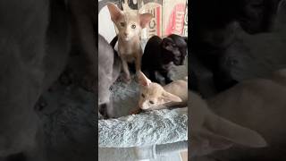 Hunde Beobachten Einen Immer Wenns Essen Gibt