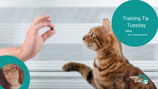 5 Keys to a Happy Cat by Michigan Pet Alliance 55 views 1 year ago 7 minutes, 27 seconds