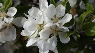 A Look back At April Flowers 2019