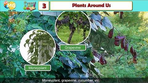 PLANTS AROUND US || CHAPTER 3|| CLASS 3|| EVS || FREE ONLINE LEARNING CLASS