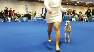 World Dog Show 2024  FCI Group 10 Whippet Zagreb 25 04 2024