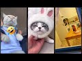 Funny Cats 2024 ЁЯШЕ Cat ЁЯШ Magicmewtv 5371 Funny Cats 2024 ЁЯШЕ Cat ЁЯШ Magicmewtv 5371