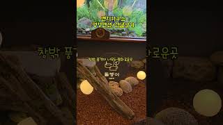 시원한 평창에 분위기 좋은 카페~#평창펜션 #흥정계곡 #평창숙박 #평창계곡 #평창카페 #봉평펜션 #애견동반 #한달살기