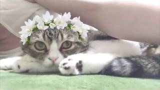 ママと今日もまったりする猫【スコティッシュフォールド】【Scottish Fold】