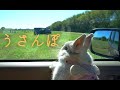 うさんぽ【かわいいネザーランドドワーフうさぎのいる暮らし】久しぶりに晴れた日曜日のうさぎの散歩