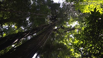 Panning shot looking up at rainforest canopy, Corcovado National Park, Costa Rica, 2019.