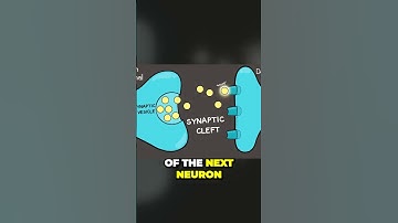 Uncovering the Insane Connection Between Neurons You Won t Believe