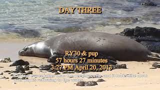 Documenting  The True Life History of Hawaiian Monk Seal from birth to weaning(long)