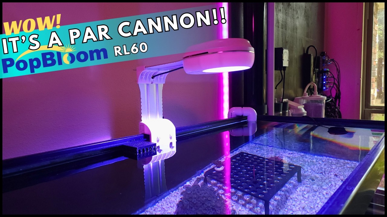 Подробный обзор PopBloom RL60 с PAR и Corals!