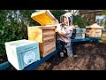 Expanding my Beekeeping Operation - building hives and treating for disease