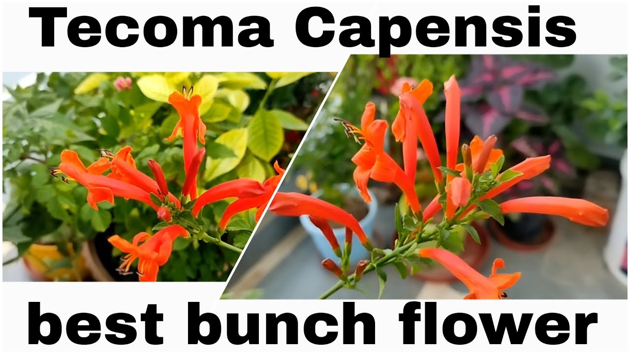 Tecoma Capensis plant care | best garden flower |flowering in bunch| all season flowering plant