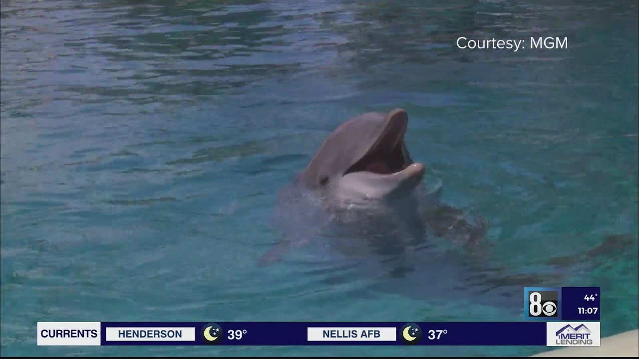 Las Vegas hotel attraction closed after dolphin deaths