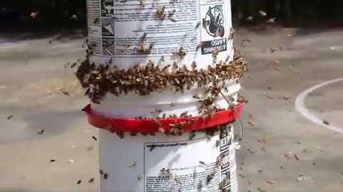 DIY Bee Yard Feeder with Gene Rene