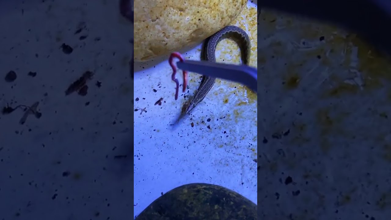 This spiny loach is bold and interactive 😄 