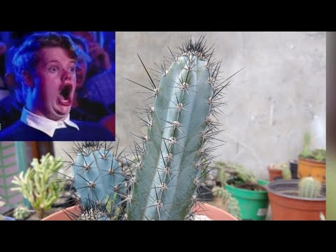 Video: Cultivo de cactus azules: cómo cuidar un cactus azul