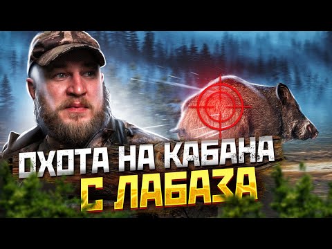 Видео: Как се чете диаграма на кривата на камбана?