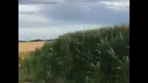 Corn is the best crop and wheat is the worst