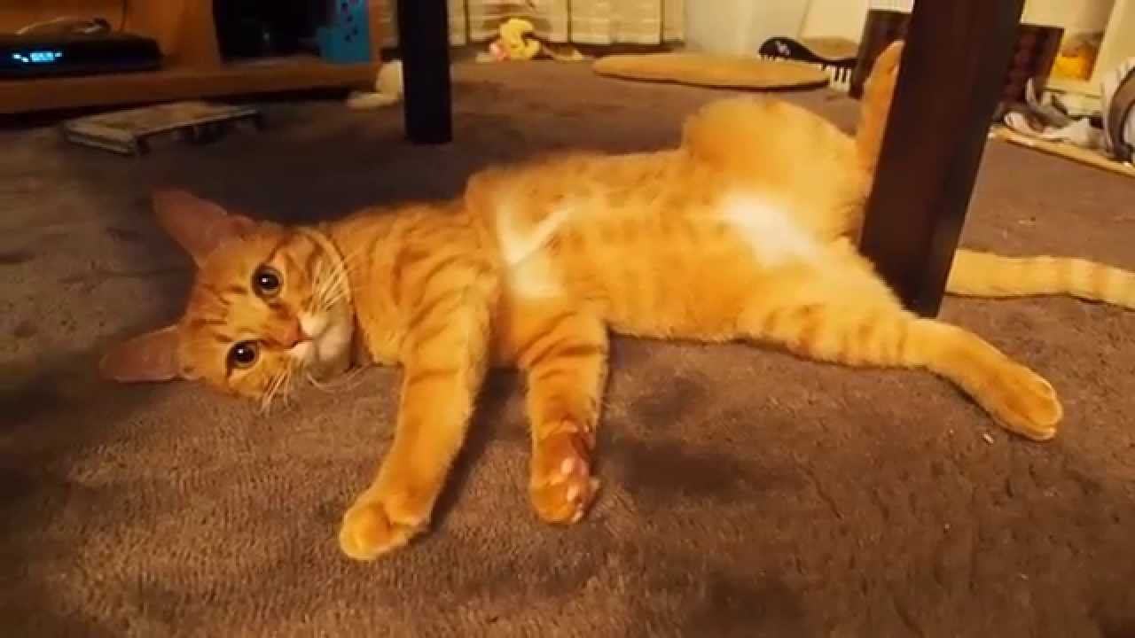 リラックス な茶トラ猫 かわいい猫 Youtube