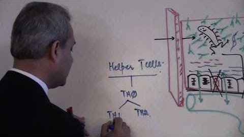 Immunology (T Cells) Lecture 6 part 5/6