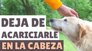Por qué NO debes ACARICIAR a un perro en la CABEZA